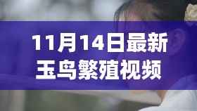 探寻最新玉鸟繁殖视频背后的故事与意义,玉鸟新语揭秘繁殖之旅(11月最新)