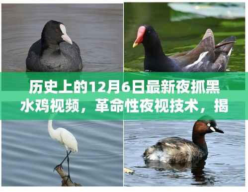 揭秘夜抓黑水鸡视频神器，革命性夜视技术下的最新抓捕行动回顾