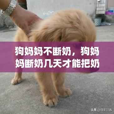 狗妈妈不断奶,狗妈妈断奶几天才能把奶涨上去