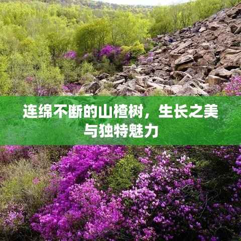 连绵不断的山楂树,生长之美与独特魅力