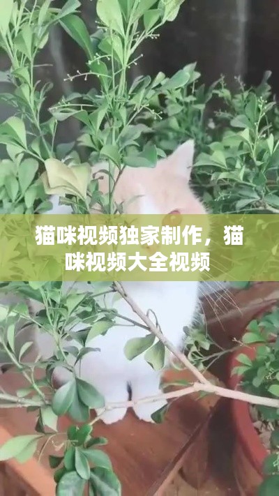 猫咪视频独家制作，猫咪视频大全视频 