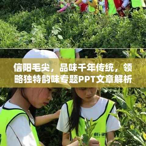 信阳毛尖,品味千年传统,领略独特韵味专题PPT文章解析