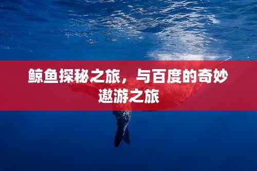 鲸鱼探秘之旅，与百度的奇妙遨游之旅